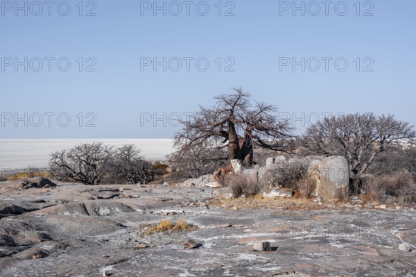 African baobab or baobab tree (Adansonia digitata), arid landscape, Kubu Island (Lekubu), Sowa Pan, Makgadikgadi salt pans, Botswana