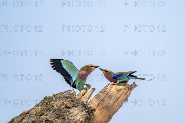 Forked Roller (Coracias caudatus), with open wing, mating behaviour, two birds on a branch in front of a blue sky, Kruger National Park, South Africa