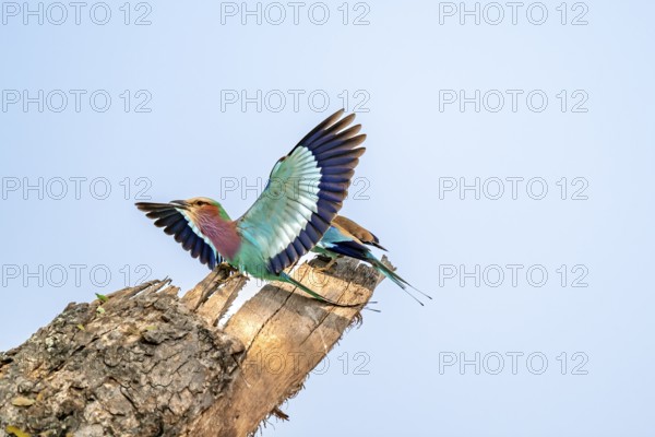 Forked Roller (Coracias caudatus), two birds approaching on a branch in front of a blue sky, Kruger National Park, South Africa