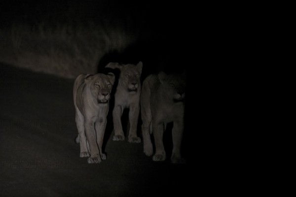 Pride of lions, lionesses at night, night shot, Kruger National Park, South Africa