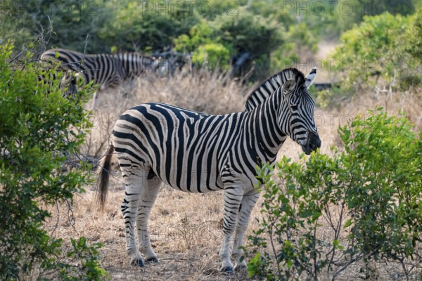 Plains zebra (Equus quagga), adult, between green bushes, Kruger National Park, South Africa