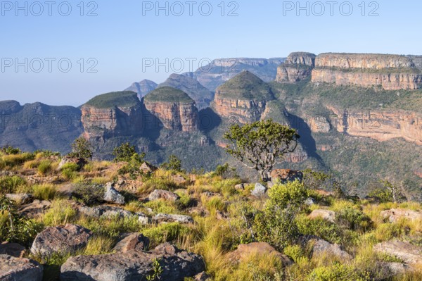 Blyde River Canyon with Three Rondawels peak, view of canyon and table mountains, canyon landscape, Three Rondavels Viewpoint, Panorama Route, Mpumalanga, South Africa