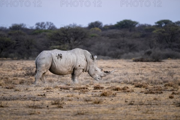 Southern white rhinoceros (Ceratotherium simum simum), Khama Rhino Sanctuary, Serowe, Botswana