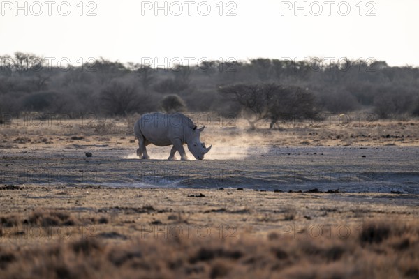 Dramatic atmosphere, Southern white rhinoceros (Ceratotherium simum simum), Khama Rhino Sanctuary, Serowe, Botswana