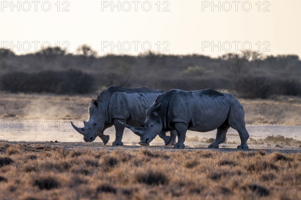 Two animals, Southern white rhinoceros (Ceratotherium simum simum), Khama Rhino Sanctuary, Serowe, Botswana