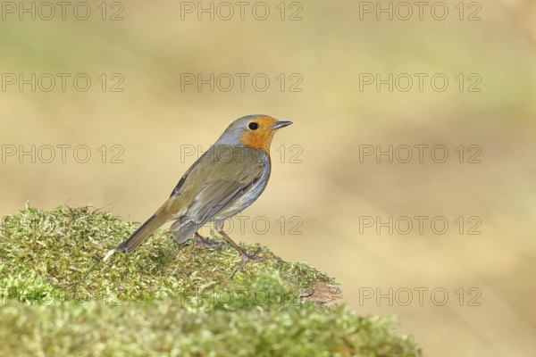 Robin (Erithacus rubecula), on mossy ground in the garden, Wilnsdorf, North Rhine-Westphalia, Germany
