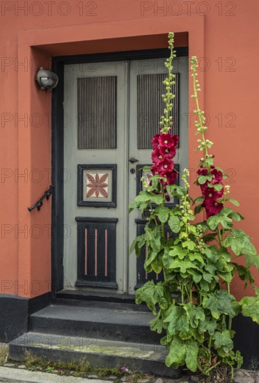 Hollyhocks (Alcea rosea) at a gate in an old house facing the street in Ystad, Skåne County, Sweden, Scandinavia
