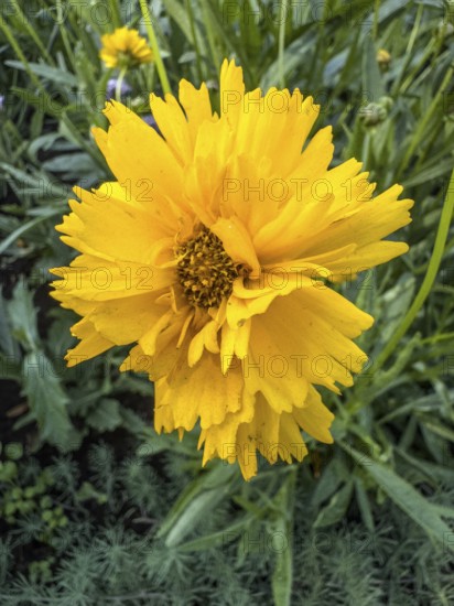 Flowering Girl's eye (Coreopsis Early Sunrise), closeup, in Ystad, Skåne County, Sweden, Scandinavia