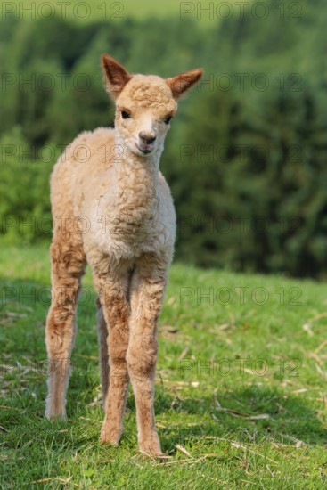 A newly born white alpaca (Vicugna pacos) stands in a green meadow on a sunny day. A green forest can be seen in the background