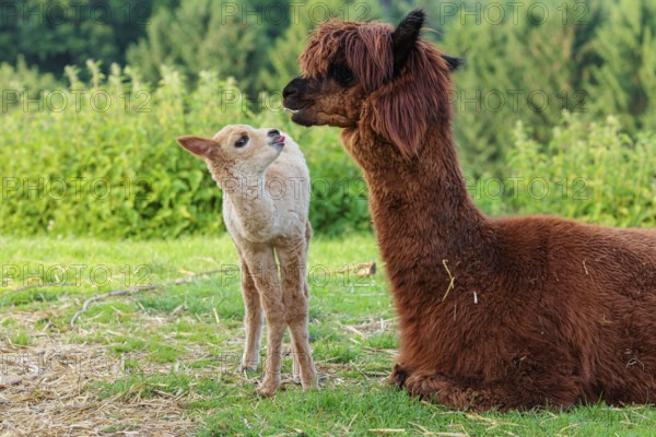 A freshly born white alpaca (Vicugna pacos) stands in front of its brown mother and sniffer on her snout (kisses her)