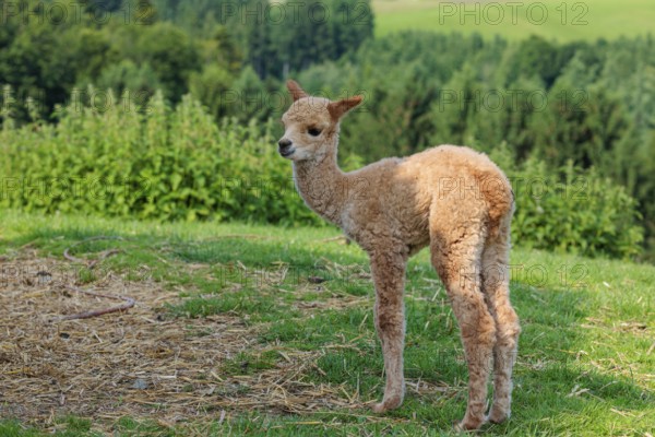 A newly born white alpaca (Vicugna pacos) stands in a green meadow on a sunny day. A green forest can be seen in the background