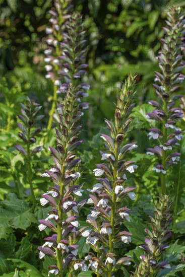 Spiny bear's breech (Acanthus spinosus) in flower in garden, native to southern Europe
