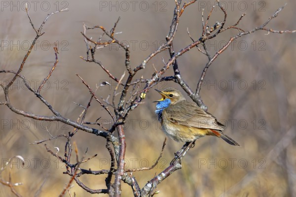 Red-spotted bluethroat (Luscinia svecica svecica) male singing from shrub on the tundra in spring, Sweden, Scandinavia