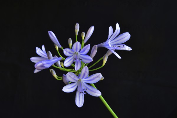 Close-up of the blossom of an ornamental lily or love flower (Agapanthus), Germany