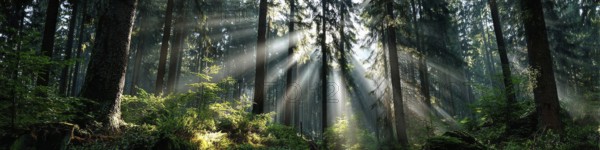 Beautiful rays of sunlight in a green forest shining through trees and tree branches. Concept of new beginning and spirituality, AI generated