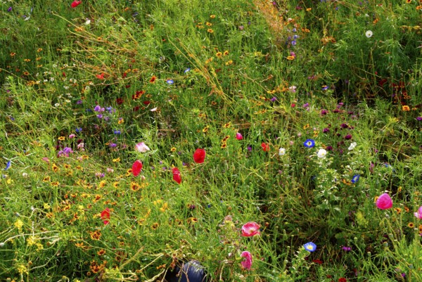 Meadow with wild growing different flowers, garden in South England, coastal region, England, GB