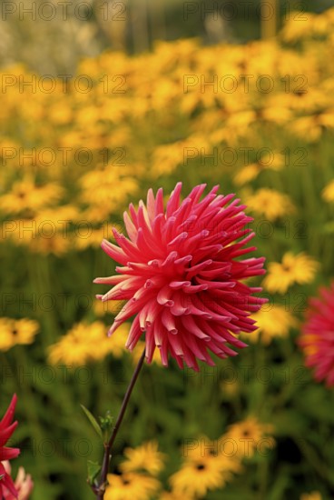 In cactus dahlias, the individual petals are rolled up like tubes and strongly pointed towards the front. Breeders have further developed these special flowers