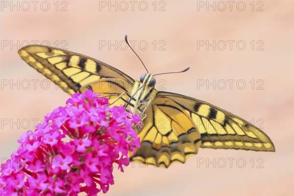 Swallowtail (Papilio machaon) sucking nectar on butterfly bush (Buddleja davidii), butterfly bush, in a natural environment in the wild, wildlife, insects, butterflies, butterflies, Siegerland, North Rhine-Westphalia, Germany