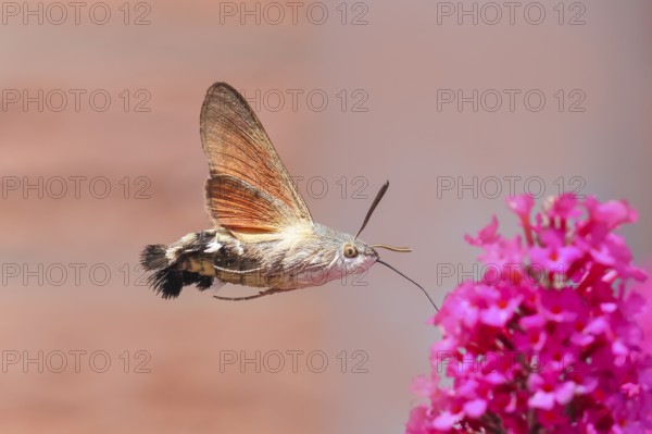Pigeon-tailed butterfly (Macroglossum stellatarum) sucking nectar on summer lilac (Buddleja davidii), butterfly bush, in a natural environment in the wild, wildlife, insects, butterflies, butterflies, Siegerland, North Rhine-Westphalia, Germany