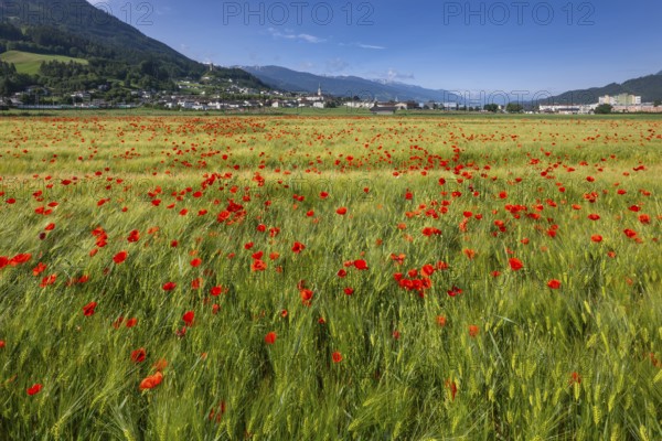 Cereal field with corn poppy (Papaver rhoeas), behind it the town of Schwaz, Schwazer Felder, Schwaz, Tyrol, Austria