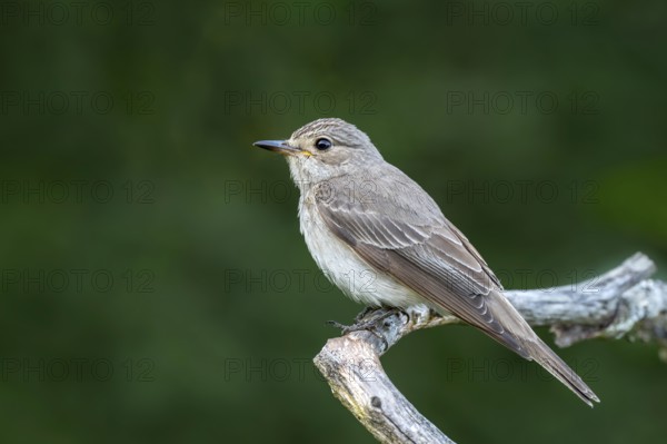 Grey flycatcher (Muscicapa striata), sitting on a branch, Limbach, Burgenland, Austria