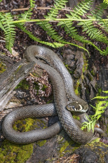 Grass snake (Natrix natrix), sunbathing on the bank of a pond, Bavaria, Germany