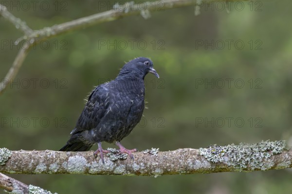 Wood pigeon (Columba palumbus), young bird in juvenile plumage, sitting on a branch, Pillberg, Pill, Tyrol, Austria