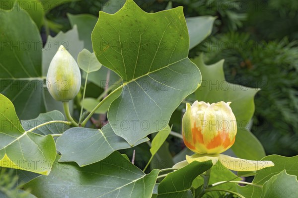 Tulip tree (Liriodendron tulipifera), with flowers, Schwaz, Tyrol, Austria