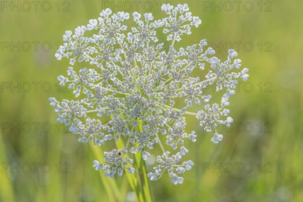 A cluster of wildflowers stands tall in a bright green meadow under bright sunlight. The delicate white flowers form a wonderful contrast to the lively background. Bas rhin, Alsace, grand est, France