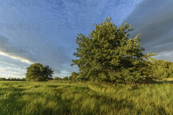 An expansive meadow with tall grass moving gently in the breeze, complemented by scattered trees against a background of vibrant sky. The sunlight creates warm colour tones. Bas rhin, Alsace, Grand Est, France