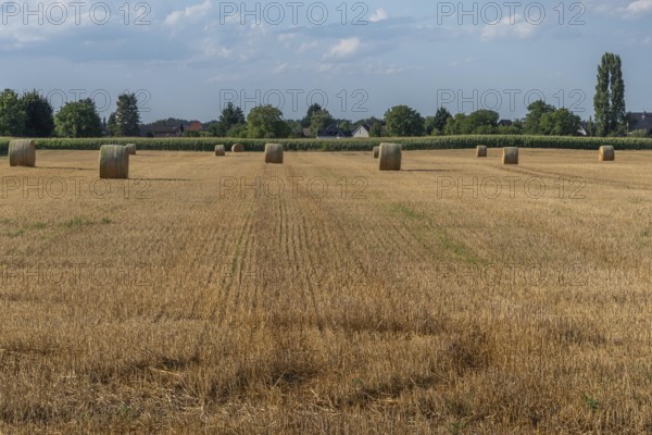 Large round barns are scattered across a golden field, framed by vibrant green trees under a partly cloudy sky as the sun rises in the rural landscape. Bas rhin, Alsace, grand est, France