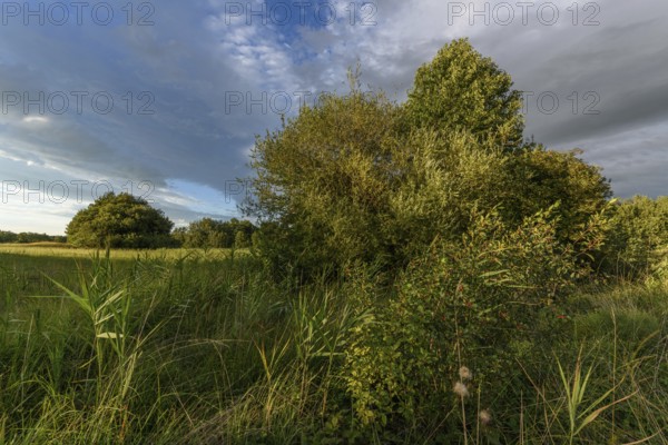 A vibrant landscape with dense green shrubs and trees surrounded by tall grass. The sky is partly cloudy as the late afternoon sunlight casts shadows over the area. Bas rhin, Alsace, Grand Est, France
