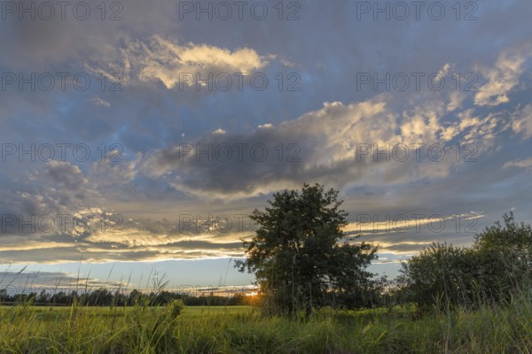 A brilliant sunset illuminates a peaceful field and highlights the vibrant colours in the sky. Silhouetted trees stand against the backdrop of wispy clouds as evening approaches. Bas rhin, Alsace, Grand Est, France