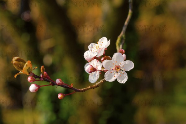 Cherry blossom, white to light pink colour