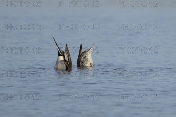 Northern pintail duck (Anas acuta) adult male and female birds feeding on a lake, England, United Kingdom