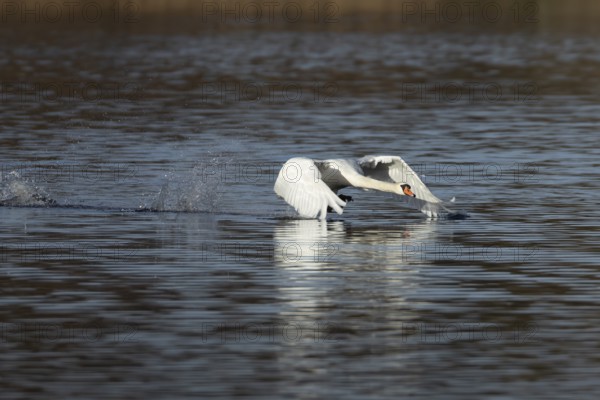 Mute swan (Cygnus olor) adult bird running on water on a lake, England, United Kingdom