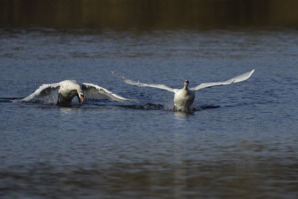 Mute swan (Cygnus olor) two adult birds running on water on a lake one bird being chased by another, England, United Kingdom