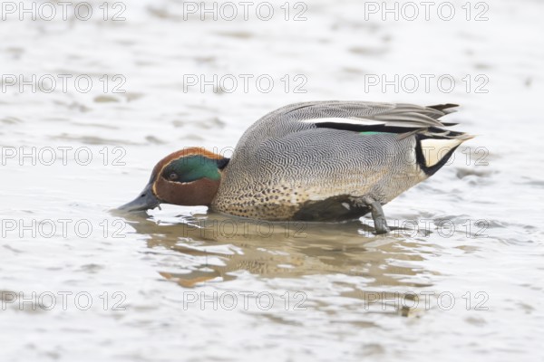 Common teal duck (Anas crecca) adult male bird feeding on mud, England, United Kingdom