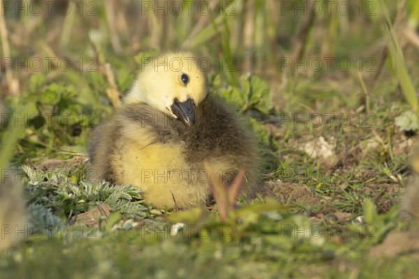 Canada goose (Branta canadensis) juvenile baby gosling bird resting on grassland, England, United Kingdom