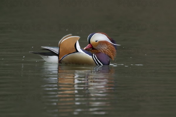 Mandarin duck (Aix galericulata) adult male bird on a lake, England, United Kingdom