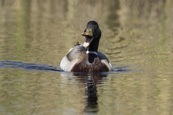 Mallard duck (Anas platyrhynchos) adult male bird calling or quacking on a lake, England, United Kingdom