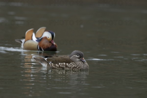 Mandarin duck (Aix galericulata) adult female and male birds on a lake, England, United Kingdom