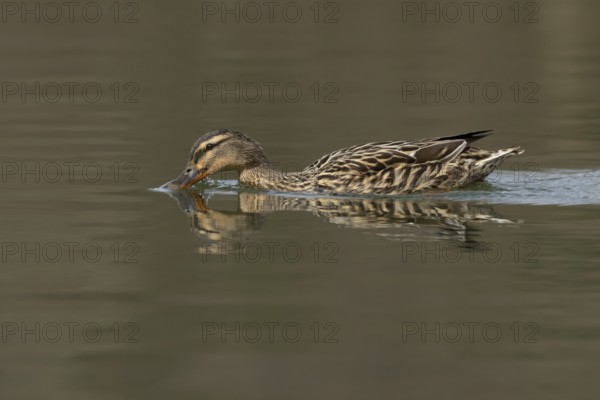 Mallard duck (Anas platyrhynchos) adult female bird drinking on a lake, England, United Kingdom