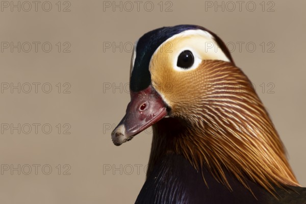 Mandarin duck (Aix galericulata) adult male bird head portrait, England, United Kingdom