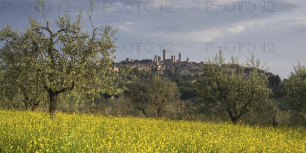 Yellow flowering broom, spring meadow with olive trees, behind San Gimignano, Tuscany, Italy