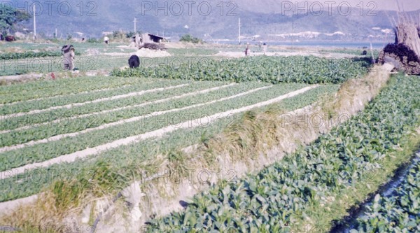 Market gardening farmland, Pak Choy, Sai Kung, New Territories, Hong Kong, Asia 1965