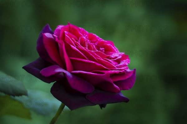 Red rose in the garden, Countess Diana variety, Germany