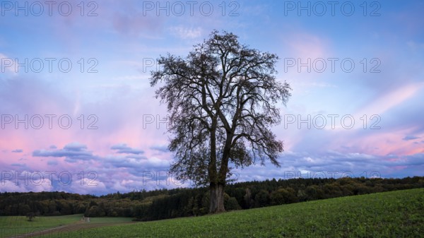 Single pear tree in front of evening sky with coloured clouds. Small Odenwald, Baden-Württemberg, Germany