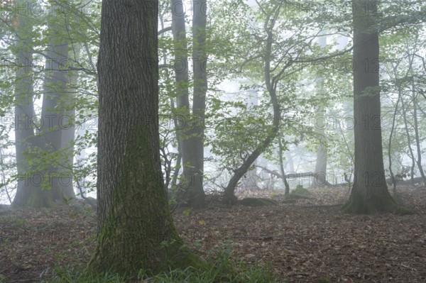 Forest, foggy weather. Kleiner Odenwald, Rhine-Neckar district, Baden-Württemberg, Germany
