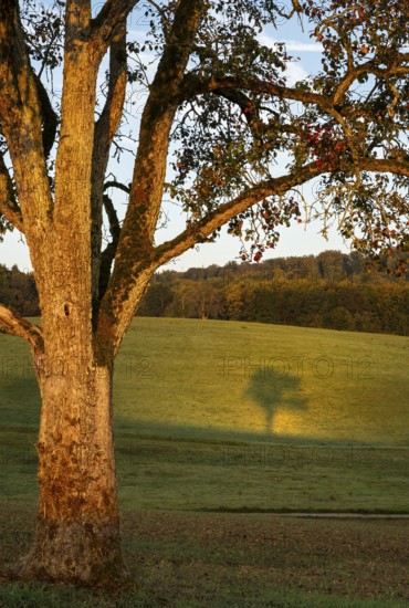 Pear tree with shade. In the morning. Small Odenwald, Rhine-Neckar district, Baden-Württemberg, Germany